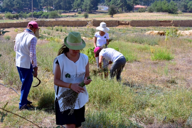 Muğla'da dar gelirli öğrencilerin eğitimi için trüf mantarı yetiştiriliyor